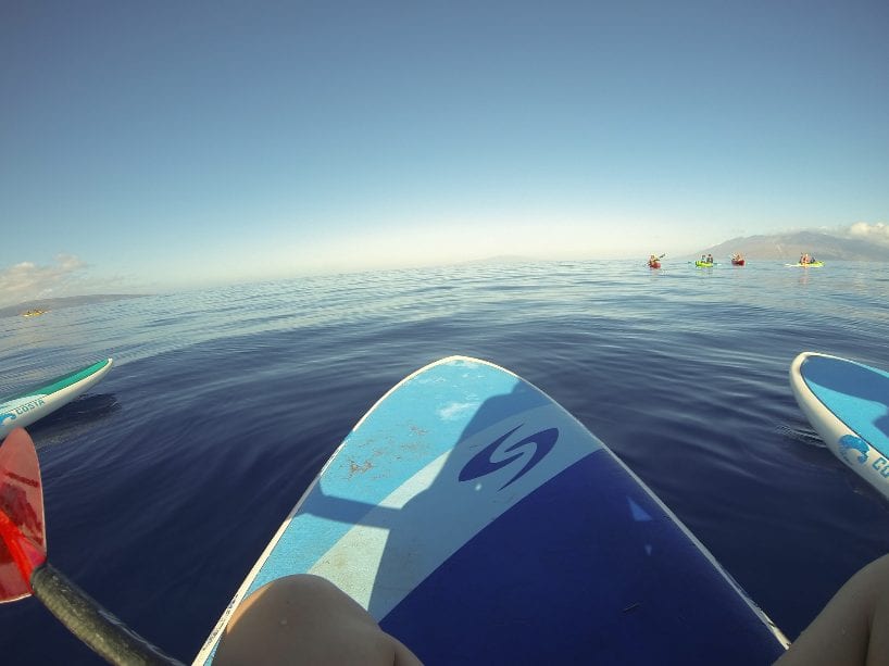 stand up paddle boarding with whales maui