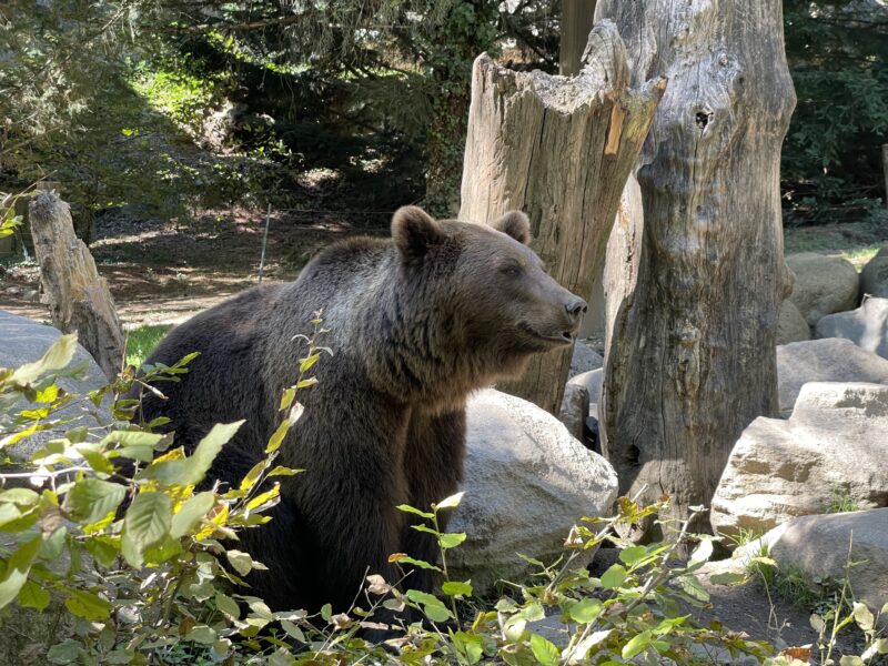 A brown bear on all four legs looking off into the distance at Parc Animalier Des Pyrénées